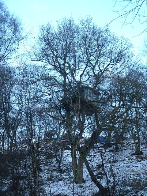 Tree Houses