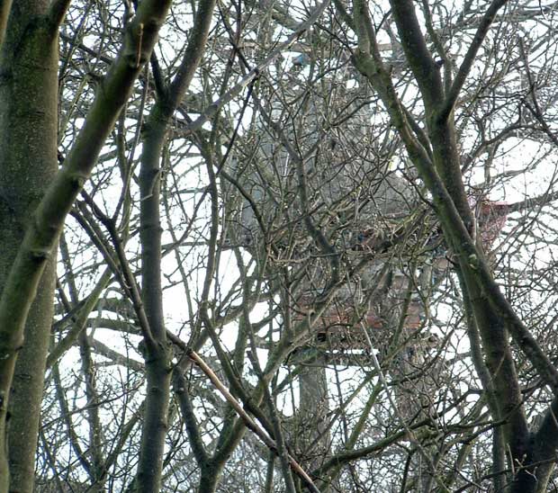 Hidden in the midden. One of several treehouses.