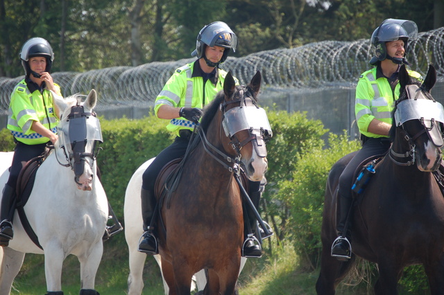 Police Horses