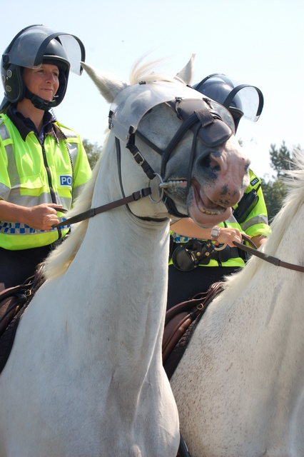 Mounted Police