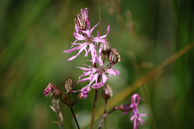 Ragged Robin