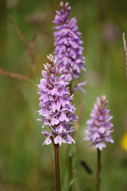 Orchids