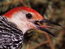 Woodpecke tongue,a marvel of nature & true evolution over millioins of years